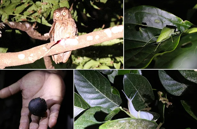 蘭嶼→夜間生態探索