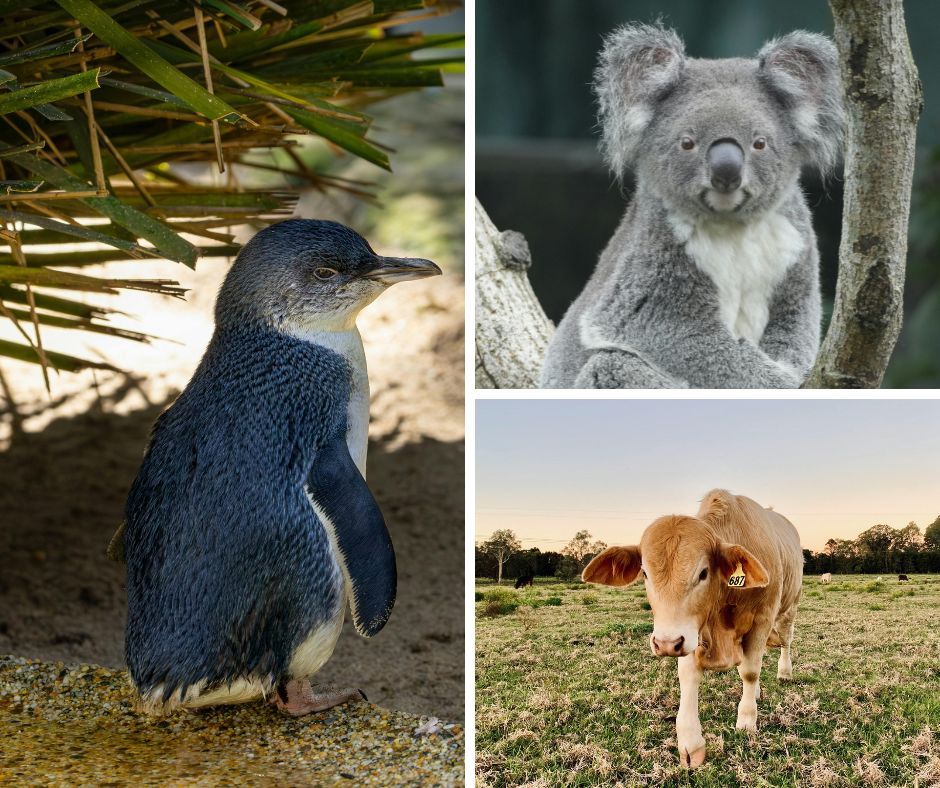 菲利普島三園通票 - 成人|企鵝歸巢地下觀賞區+丘吉爾島+無尾熊