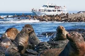 菲利普島海豹生態巡航 - 成人 | Phillip Island Seal Cruise
