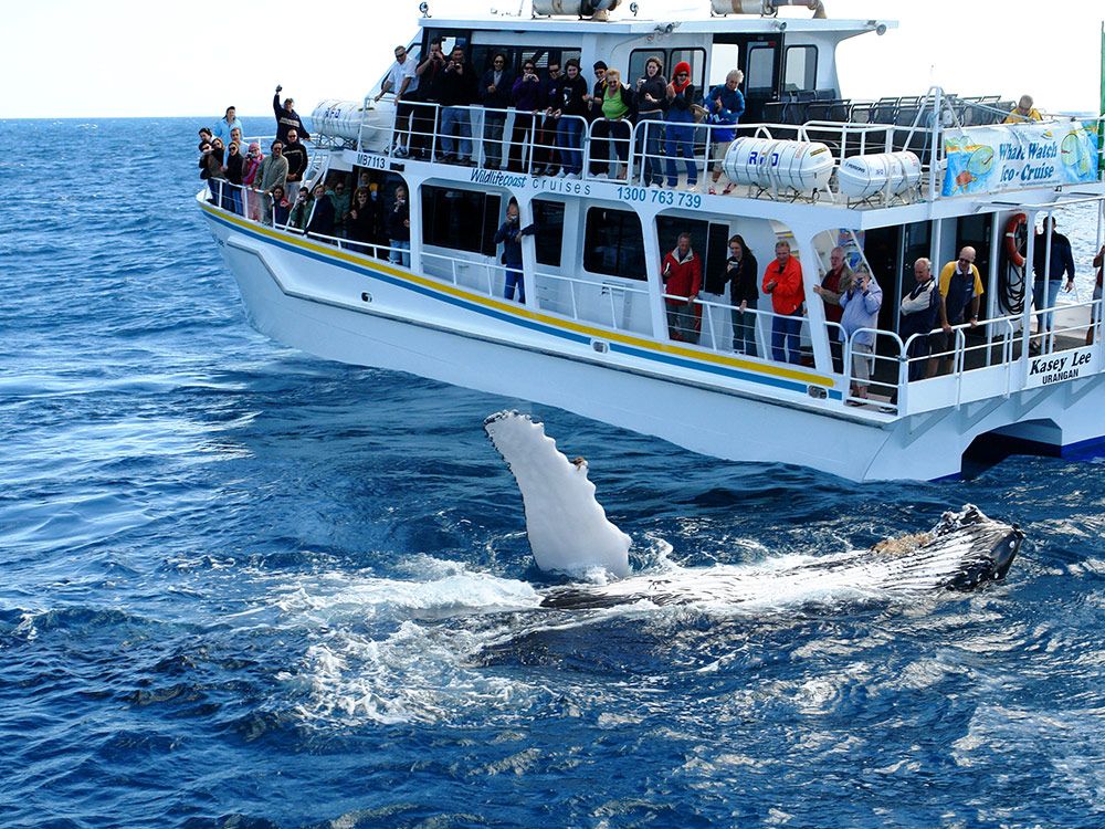 觀鯨及海豚巡航體驗 - 成人 (16 歲或以上)