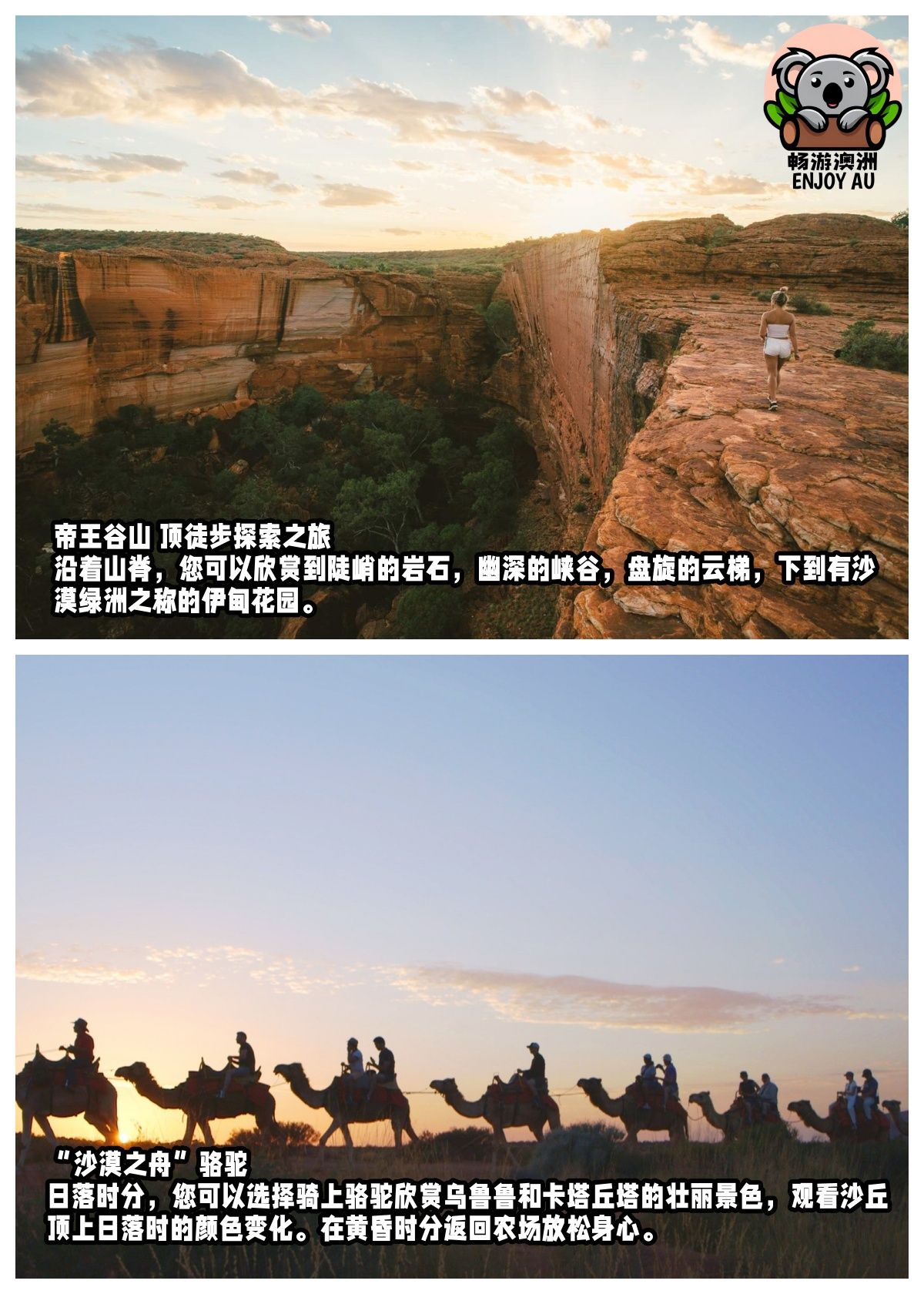 乌鲁鲁-沙漠骆驼