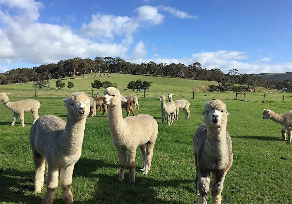 菲尔半岛-羊驼农场
