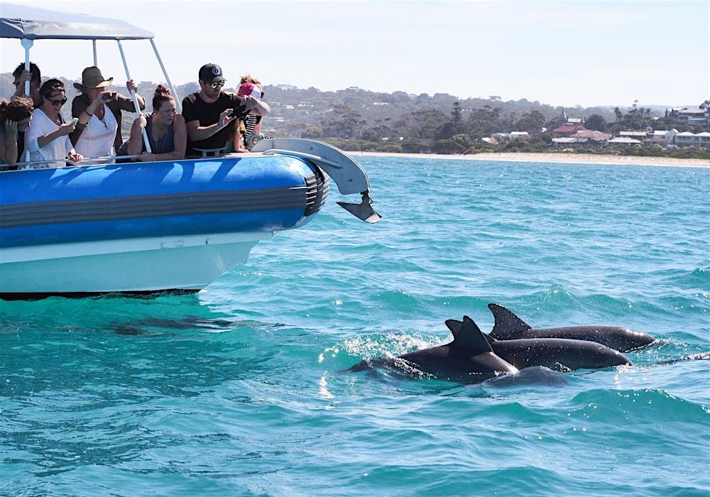 菲尔半岛-大鸭号