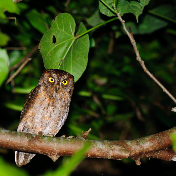 蘭嶼夜觀角鴞