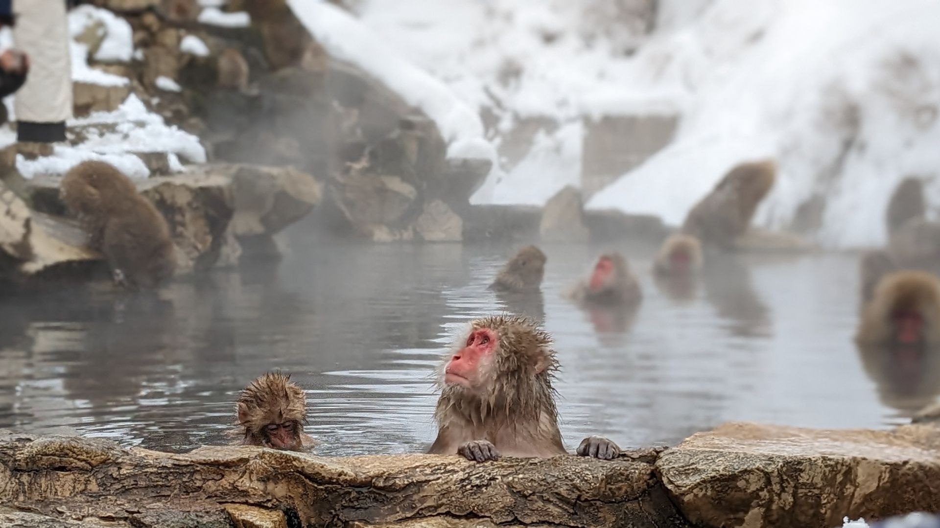 Monos de nieve en Jigokudani, excursión de un día desde Tokio a Nagano
