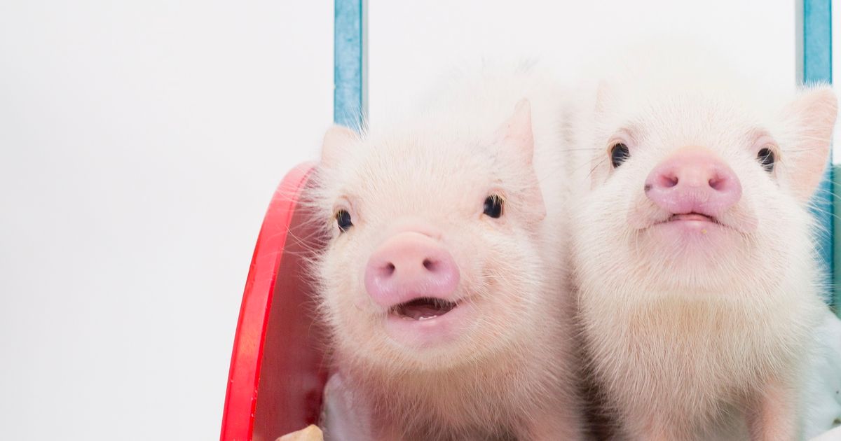 【MICRO PIG HOUSE】mipig cafe Fukuoka