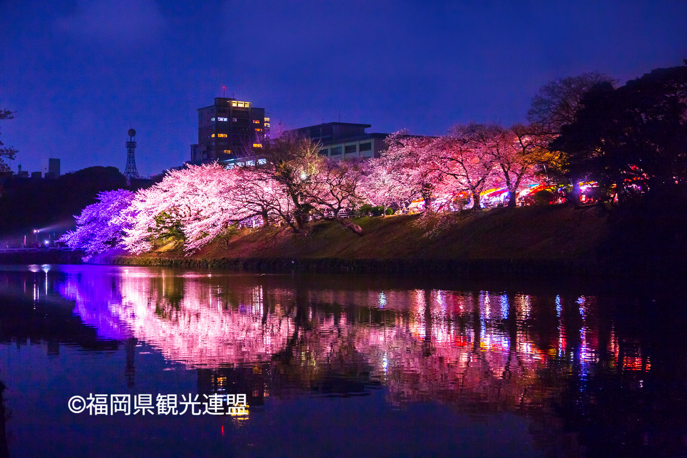 Cherry blossom　 H.I.S. Co., Ltd