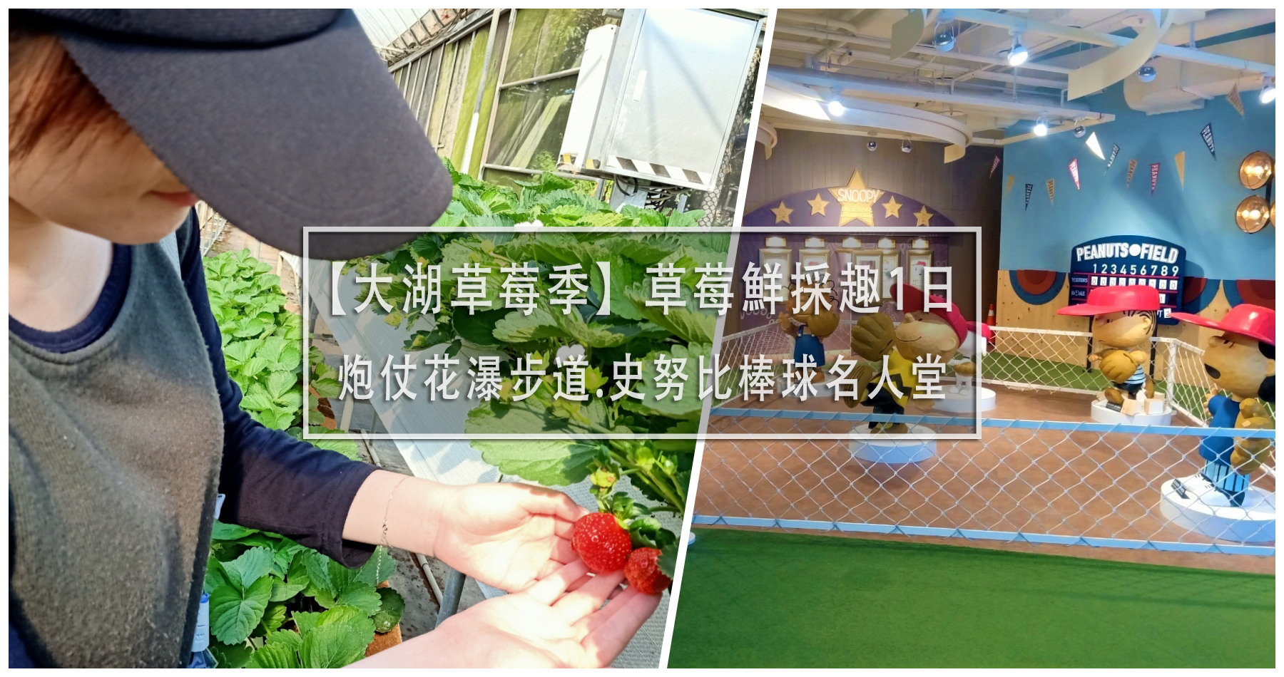 大湖草莓季 史奴比棒球名人堂炮仗花瀑大湖草莓鮮採趣1日遊