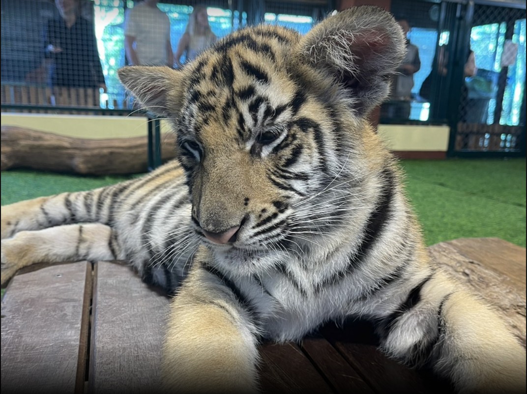 漢清邁Han Chiang Mai