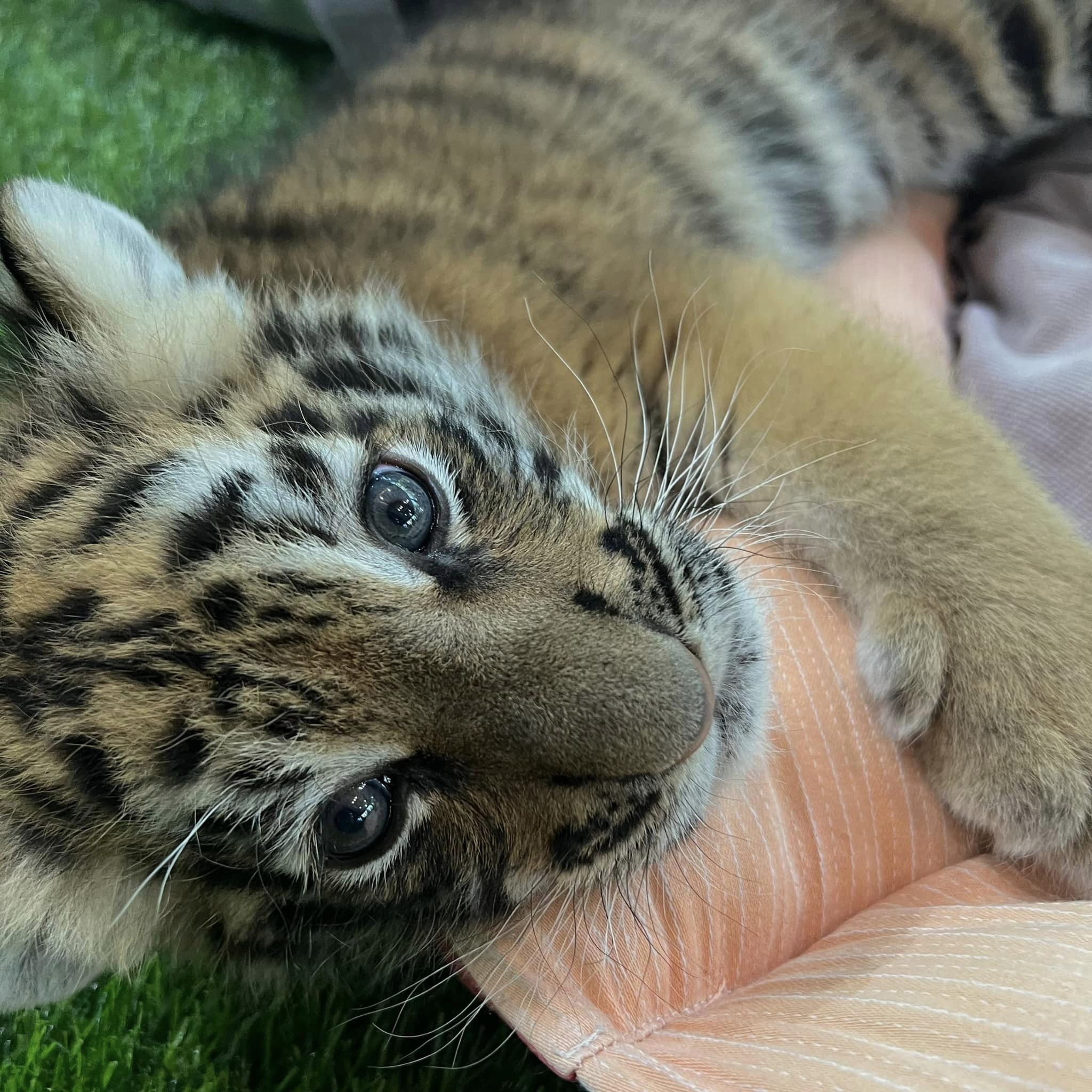 漢清邁Han Chiang Mai