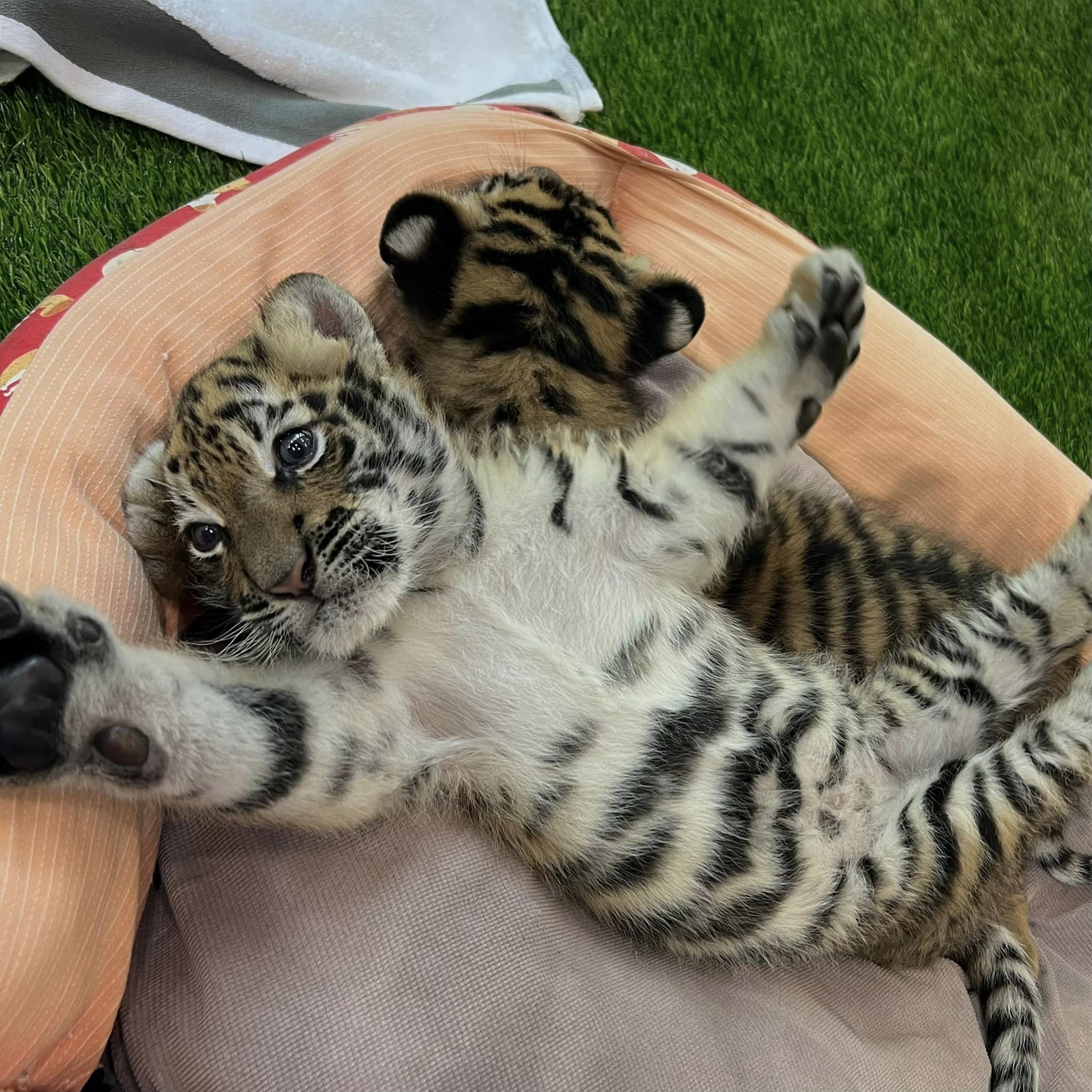 漢清邁Han Chiang Mai